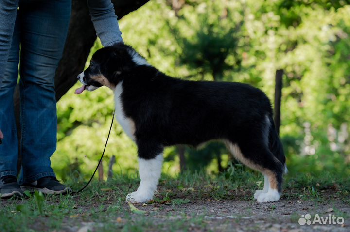 Австралийская овчарка аусси щенки