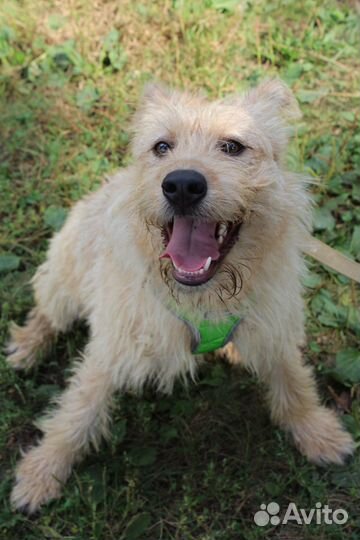 Ищем дом собаке Рокси