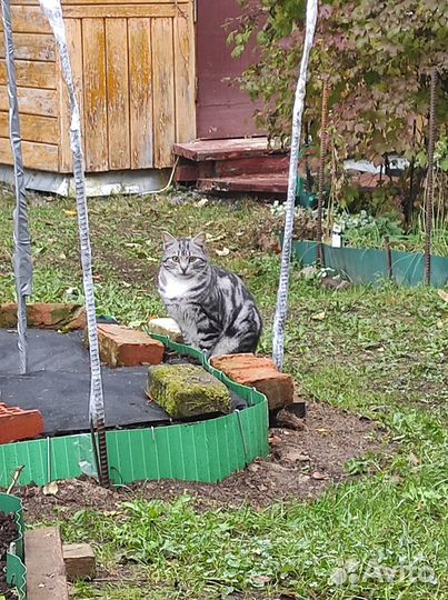 Кошка мраморная без хвоста 1 год