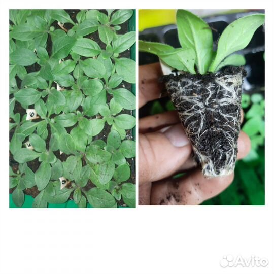 Рассада петунии