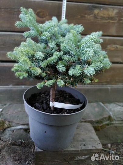 Ель глаука глобоза на штамбе