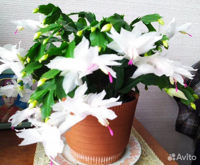 Отростки Декабриста Белого