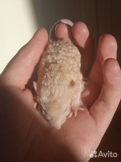 Крысята Фавн Дамбо Рекс и Фавн Дамбо