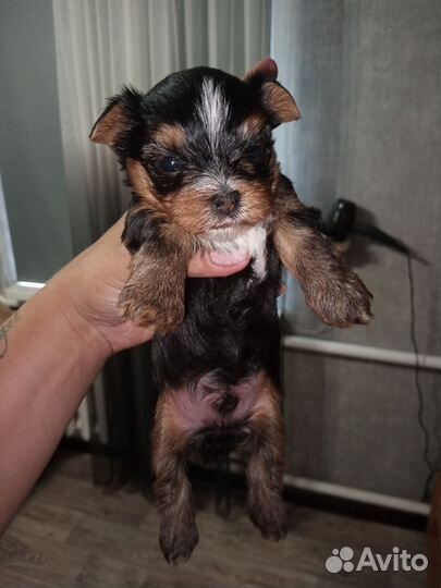 Йоркширский терьер мини щенки