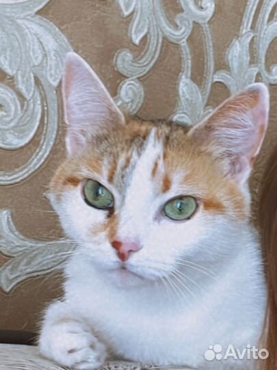 Кошка