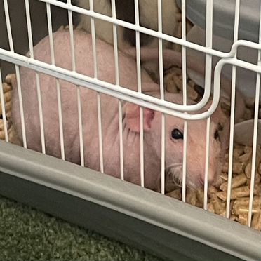 Декоративная крыса