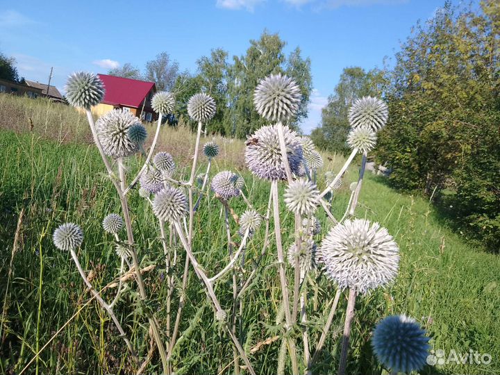 Мордовник шароголовый