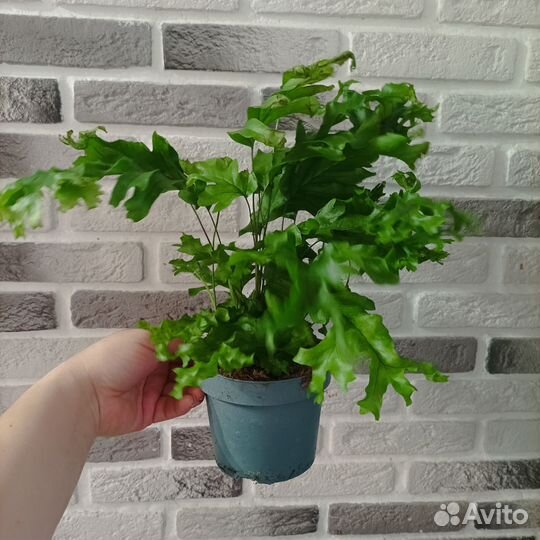 Папоротник Флебодиум нико даймонд