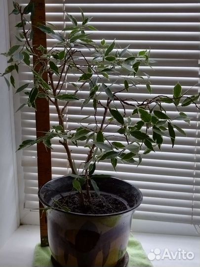 Фикус Бенжамен мелколистный пестрый взрослый