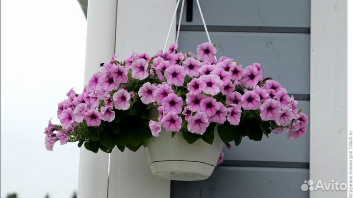 Рассада петунии от фирмы партнёр