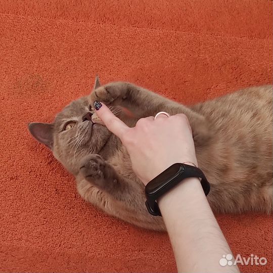 Кошка (возможно) британская