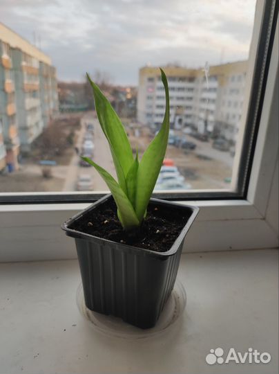 Сансевиерия Ханни