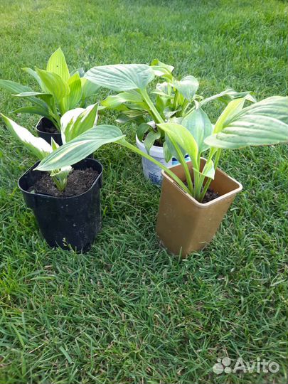 Многолетние цветы