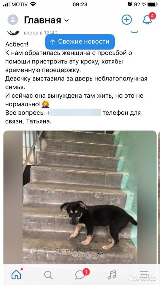 Отдадим в добрые руки