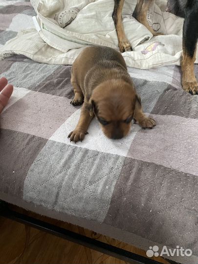Домашние животные собаки щенки