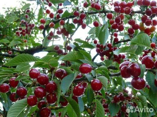 Саженцы вишни