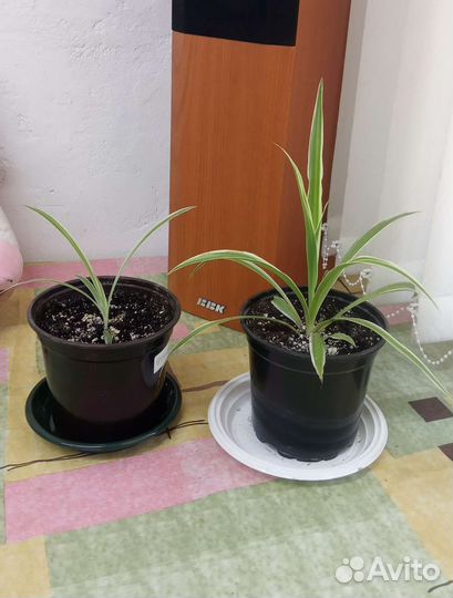 Хлорофитум