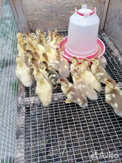 Индоутята тяжёлой линии разных возрастов