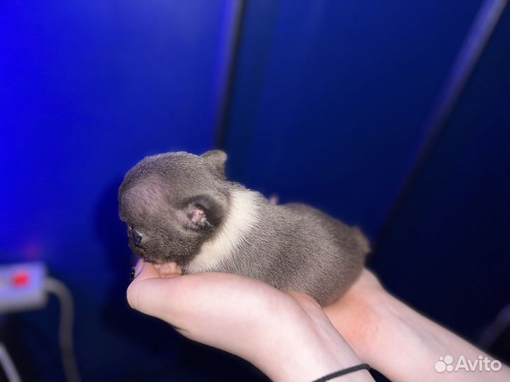 Голубая девочка