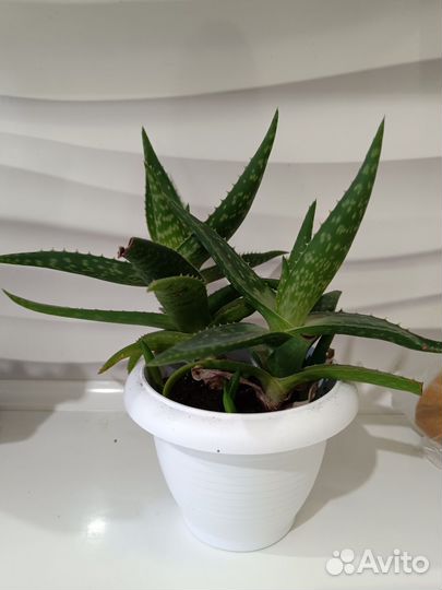Алоэ комнатное растение