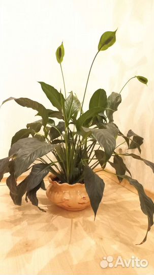 Спатифиллум