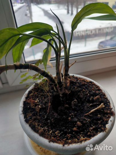 Аглаонема, укорененная