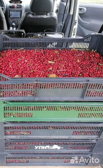 Брусника свежая Северная лесная