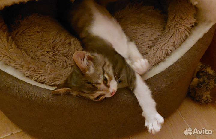 Котенок в добрые руки