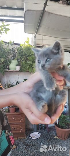 Кошечка,в добрые руки