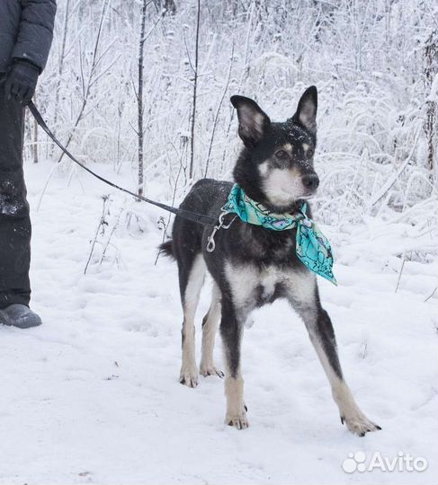 Джоник пёс из приюта