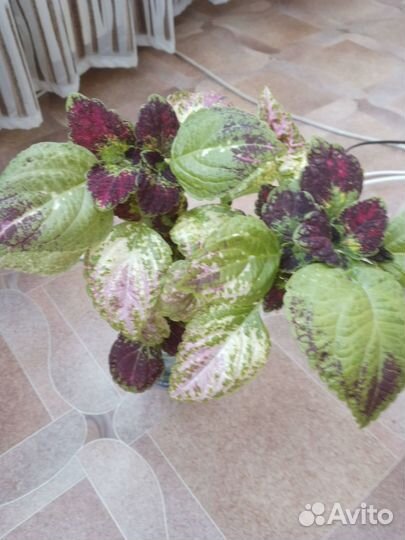 Колеус Аватар