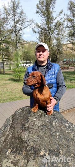 Такса(Вязка)