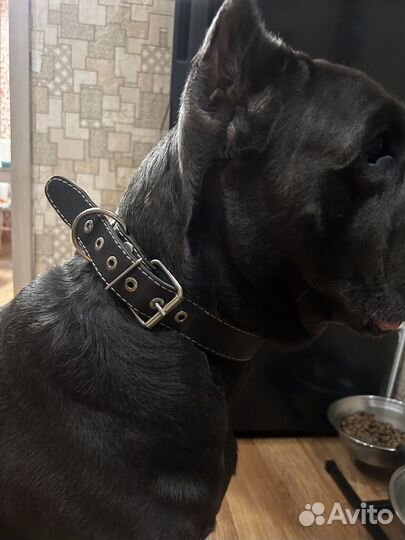 Амуниция для собак