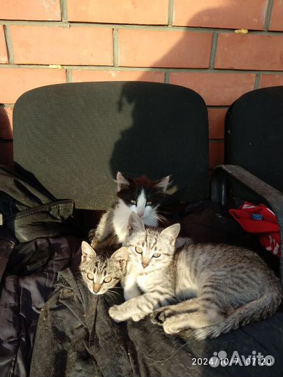 Котята в добрые руки бесплатно