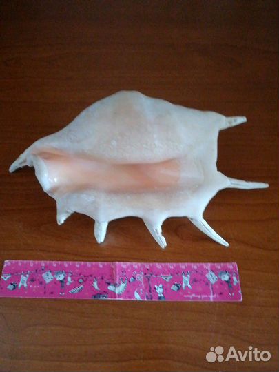 Ракушки океанские для аквариума и интерьера