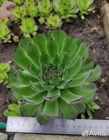 Каменная роза, молодило