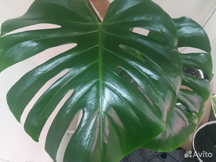 Монстера делициоза