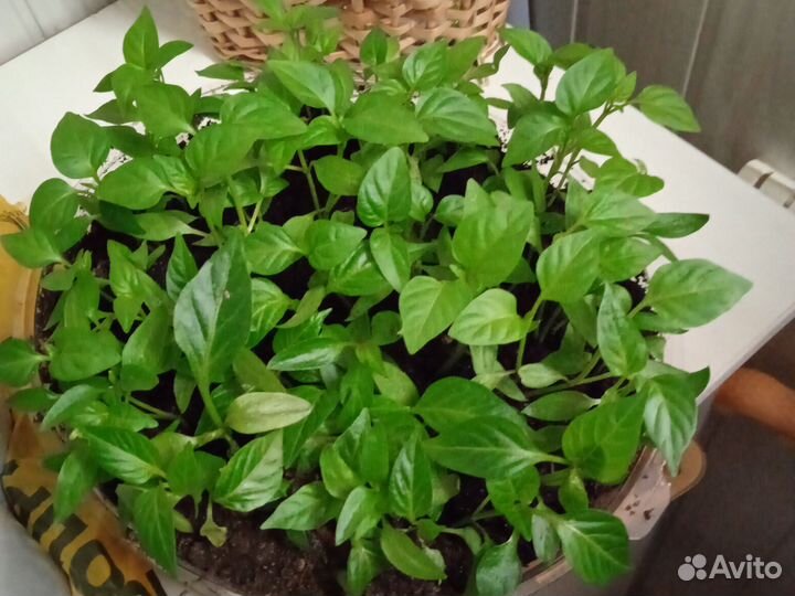 Рассада перца сладкого отдам