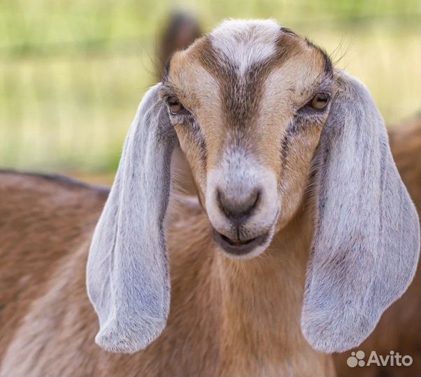 Продам козу