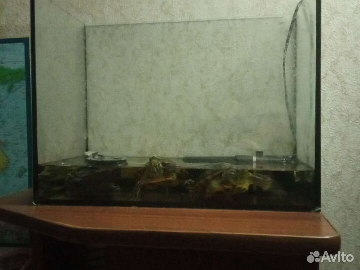 Красноухие черепахи
