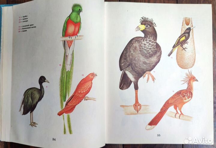 Книги птицы, млекопитающие