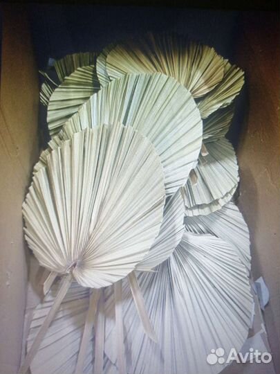 Листья Пальма Пики