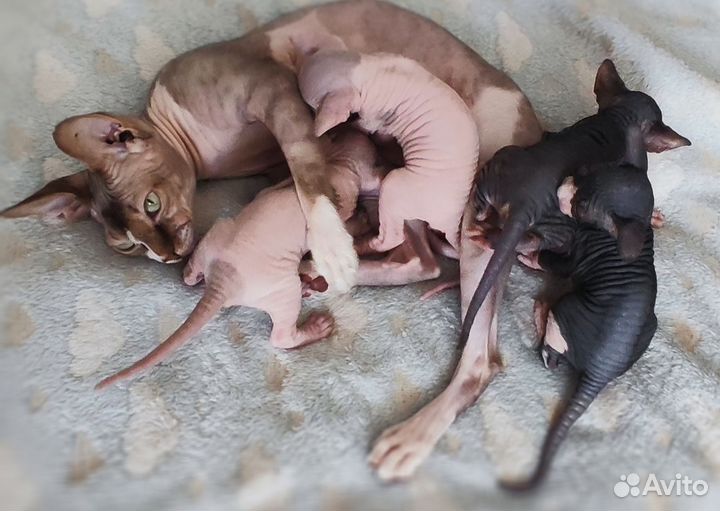 Канадский сфинкс