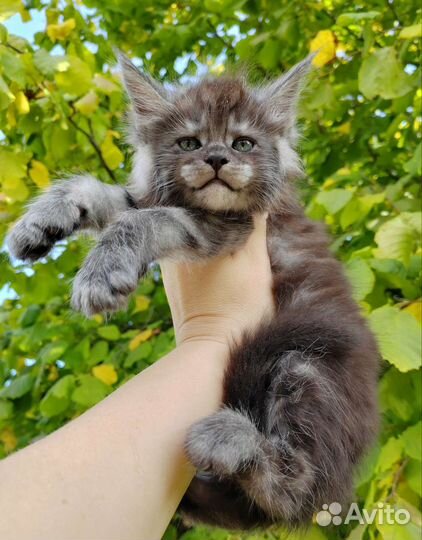 Мейн-кун кот чёрный дым