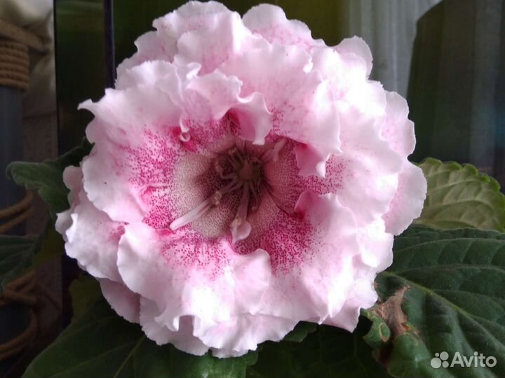 Глоксинии.листы на срез и укорененные