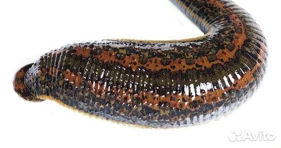 Восточные пиявки только круп опт