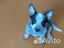 Вся правда об Австралийском хилере