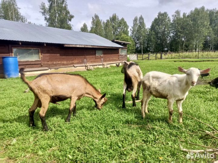 Козлы комолые