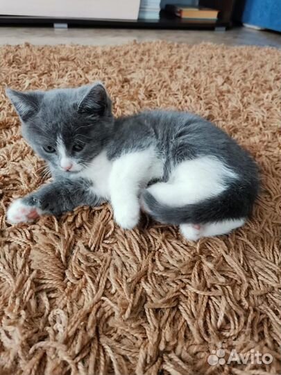 Котенок в добрые руки