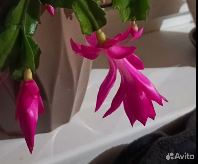 Декабрист шлюмбергера фуксия, розовый